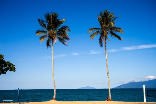 Peaceful beach scene featuring two tall palm trees against a clear blue sky