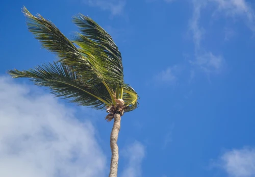 Tropical palm tree swaying in the wind under a clear blue sky, creating a serene summer vibe