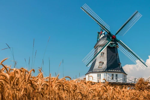 Scenic view of a historic windmill surrounded by a golden wheat field under a clear blue sky