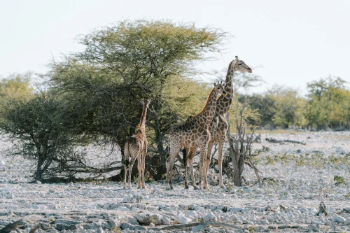 Iconic view of Okaukuejo (OKF), namibia — Group of giraffes in the wild near Okaukuejo, Namibia..